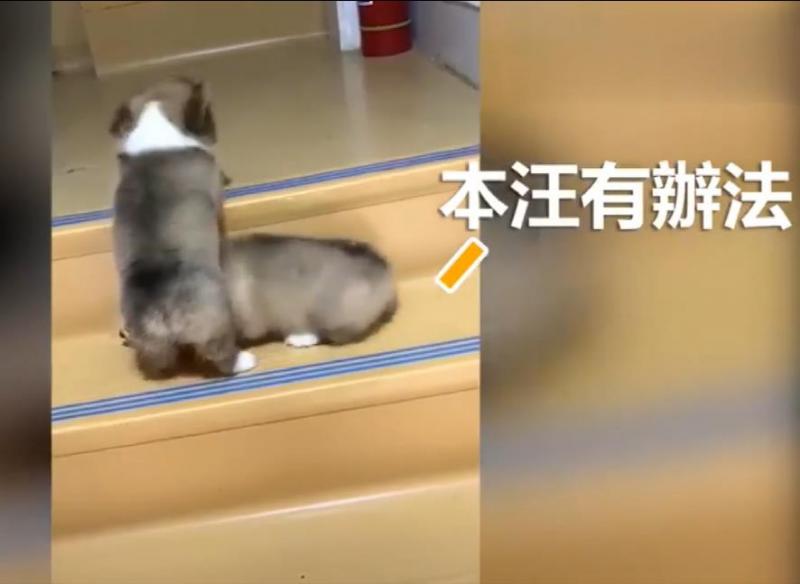 兩隻小柯基爬臺階，其中一隻甘心當踏板，最後被無情拋棄，對話萌翻了！