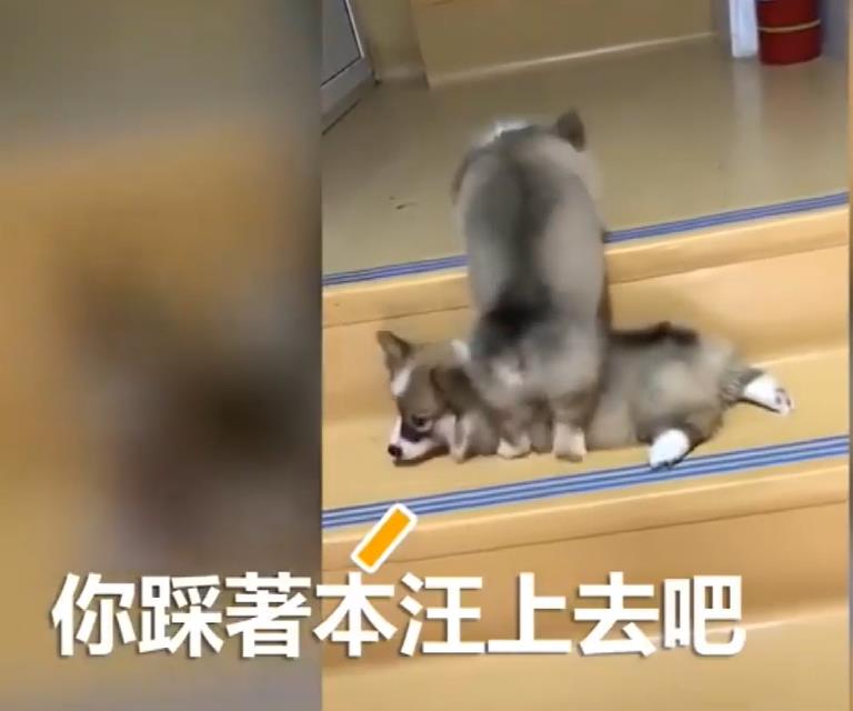 兩隻小柯基爬臺階，其中一隻甘心當踏板，最後被無情拋棄，對話萌翻了！