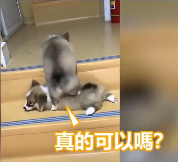 兩隻小柯基爬臺階，其中一隻甘心當踏板，最後被無情拋棄，對話萌翻了！