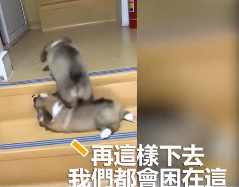 兩隻小柯基爬臺階，其中一隻甘心當踏板，最後被無情拋棄，對話萌翻了！