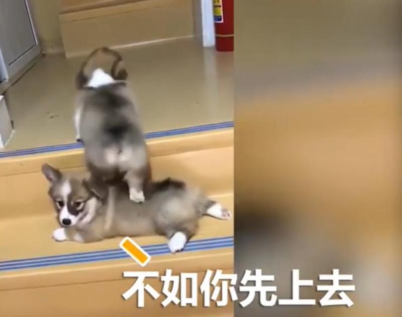 兩隻小柯基爬臺階，其中一隻甘心當踏板，最後被無情拋棄，對話萌翻了！