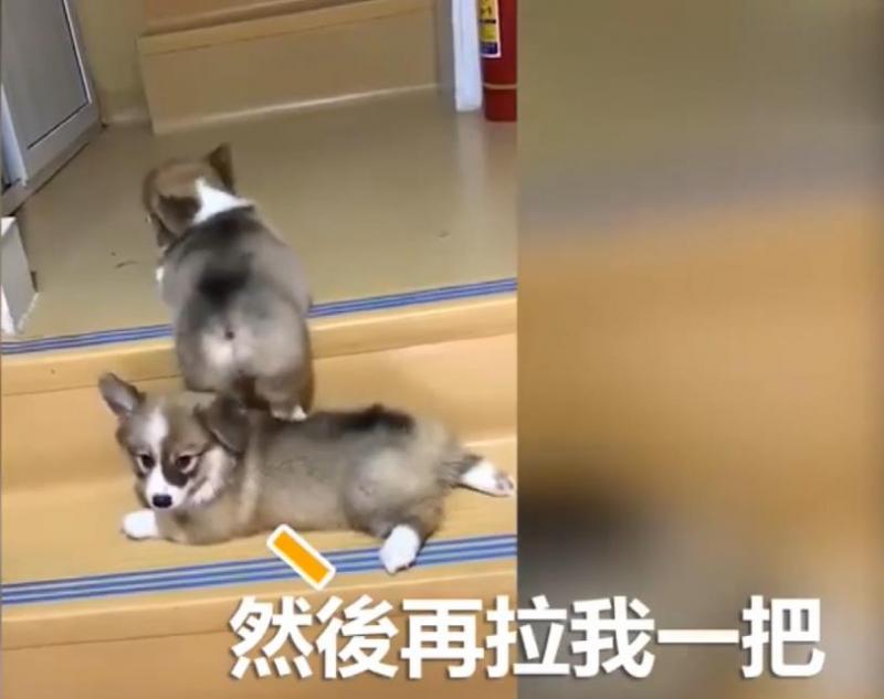 兩隻小柯基爬臺階，其中一隻甘心當踏板，最後被無情拋棄，對話萌翻了！