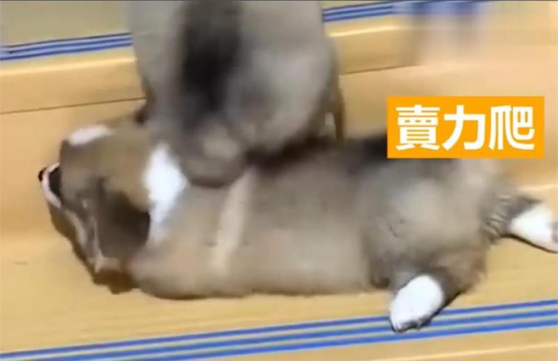 兩隻小柯基爬臺階，其中一隻甘心當踏板，最後被無情拋棄，對話萌翻了！