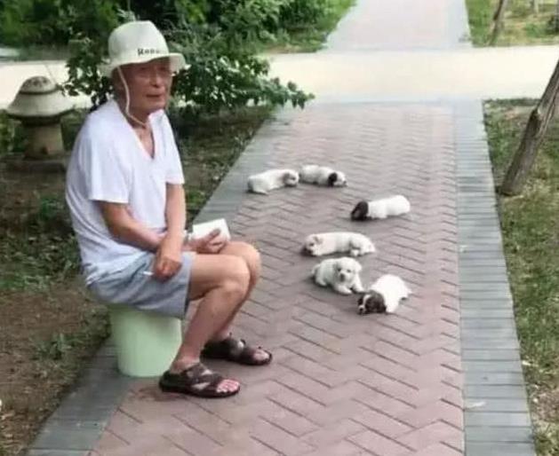 阿公帶6隻小奶狗公園遛彎，路人以為是在賣狗，上去詢問阿公說出原因讓人笑噴！
