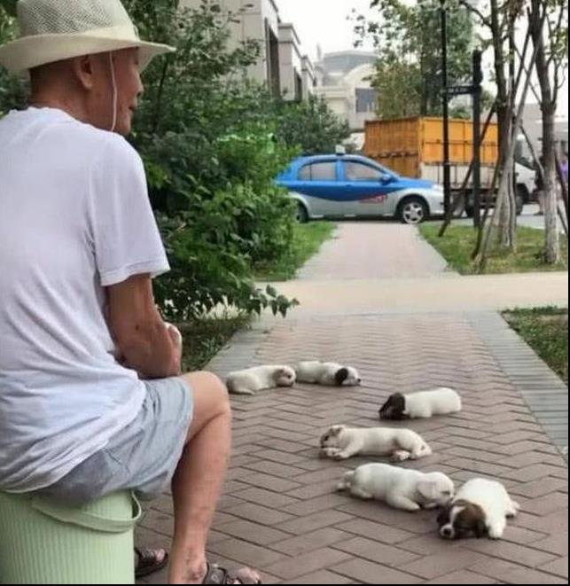 阿公帶6隻小奶狗公園遛彎，路人以為是在賣狗，上去詢問阿公說出原因讓人笑噴！