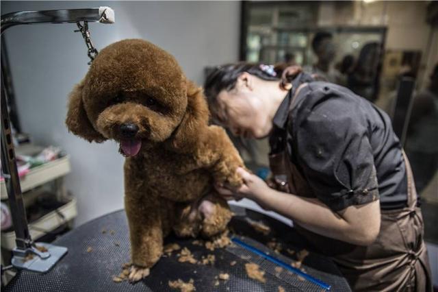 再也不花冤枉錢！按照這5個步驟幫泰迪犬美容，省事又省錢