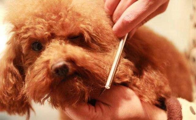再也不花冤枉錢！按照這5個步驟幫泰迪犬美容，省事又省錢