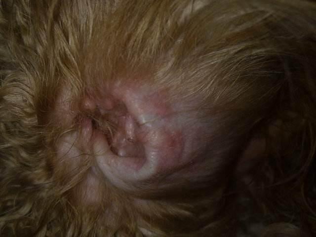 再也不花冤枉錢！按照這5個步驟幫泰迪犬美容，省事又省錢