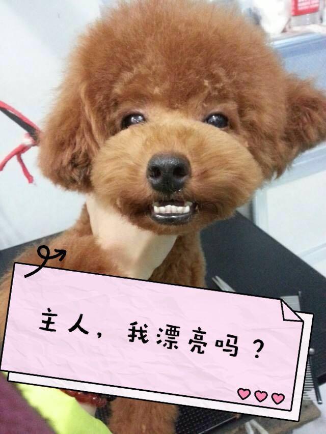 再也不花冤枉錢！按照這5個步驟幫泰迪犬美容，省事又省錢