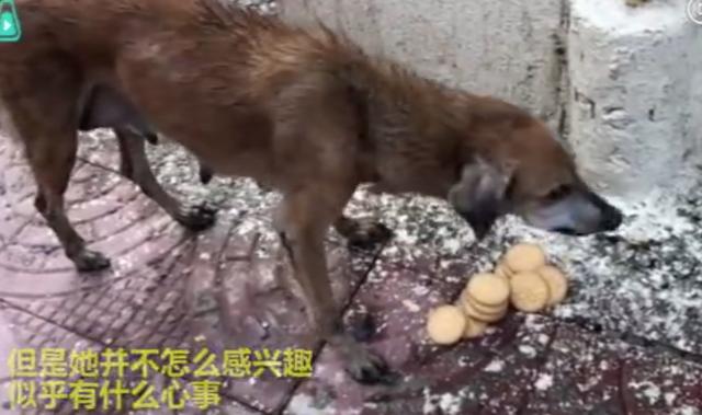 流浪狗媽媽看著有心事，把女孩領到公園後原來是為了它們，感動