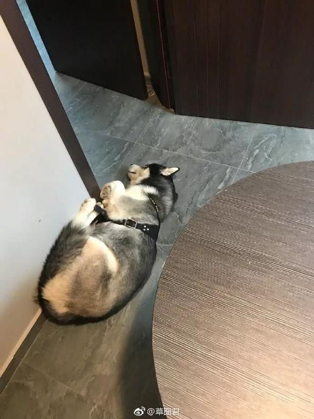 讓狗生不如死的關節炎，該怎麼預防？