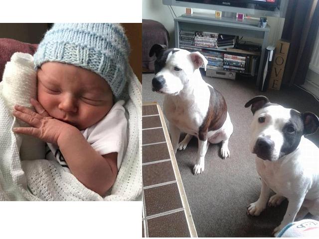 養犬需小心，英國兩狗咬死一個月大嬰兒，狗狗已被人道毀滅