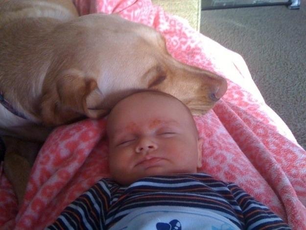 養犬需小心，英國兩狗咬死一個月大嬰兒，狗狗已被人道毀滅