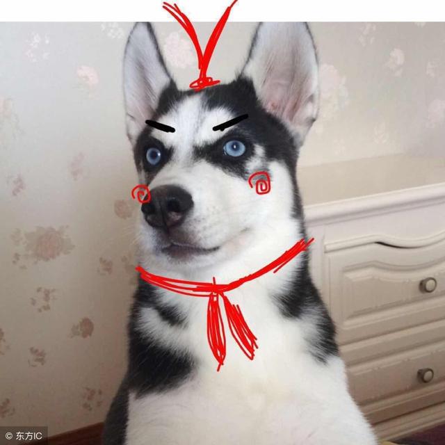 狗狗腹瀉嘔吐的原因與治療方法