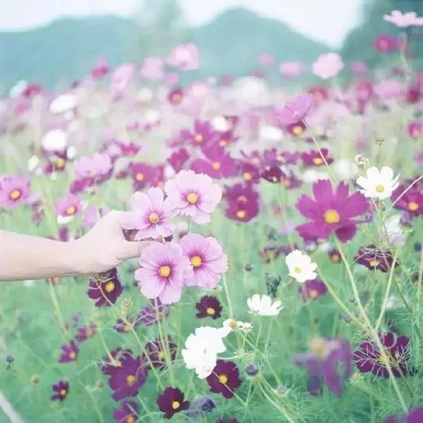 一位富人請風水先生去他家墓地看風水