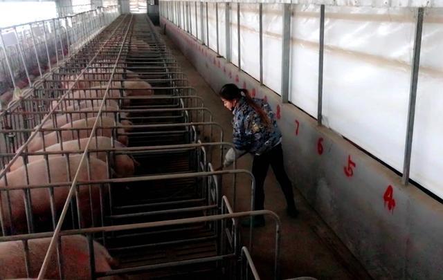陪豬睡覺！美女年收入100萬，嘴對嘴人工呼吸救活400頭豬 
