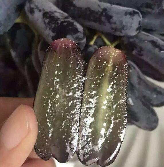 此樹360天不碰水都不死！中國最好吃的水果，能結100天的果子 