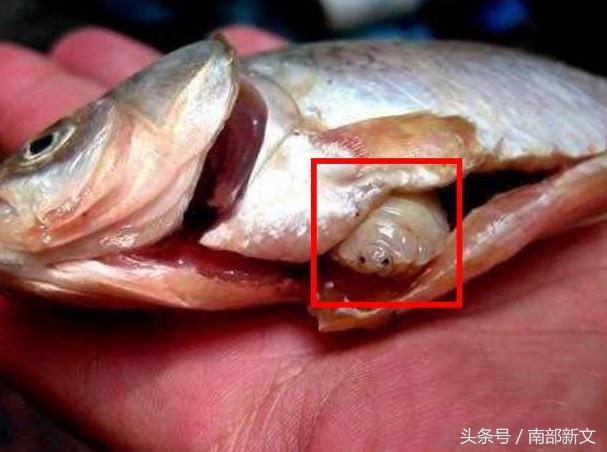 男子買了條魚刨開肚子，剛伸手就被咬了一口，仔細一看被嚇得腿腳發軟阿！
