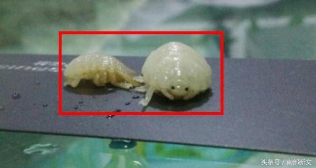 男子買了條魚刨開肚子，剛伸手就被咬了一口，仔細一看被嚇得腿腳發軟阿！