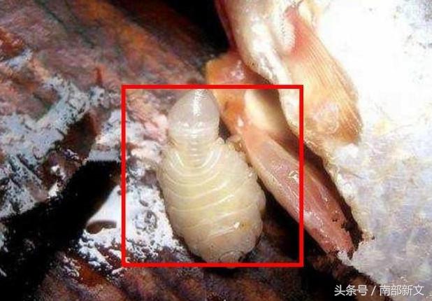 男子買了條魚刨開肚子，剛伸手就被咬了一口，仔細一看被嚇得腿腳發軟阿！
