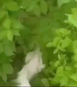 看完美國版抖音，我笑得滿地找頭！