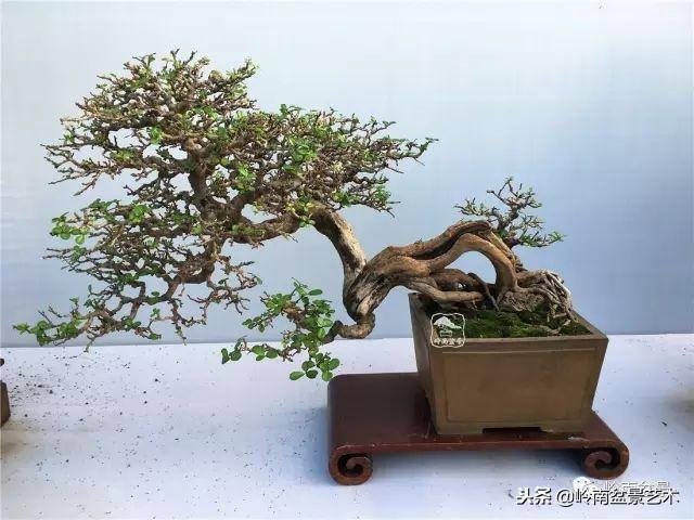 高手玩樹，玩根是一重點！