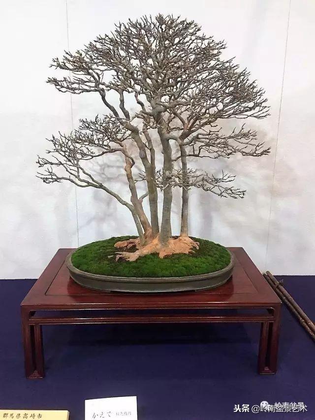 高手玩樹，玩根是一重點！