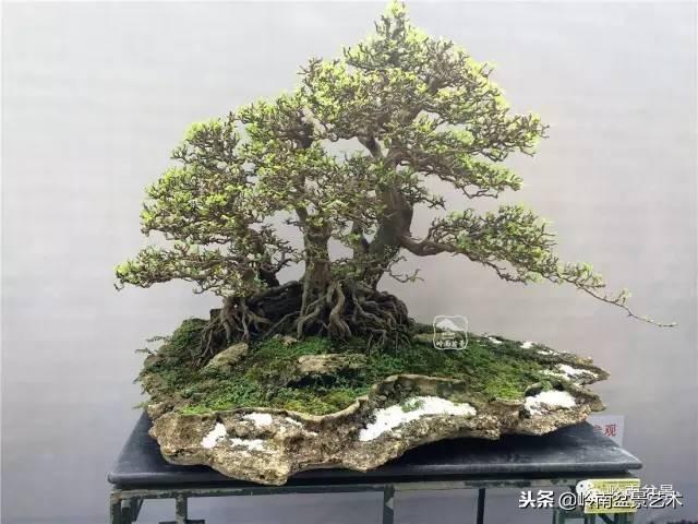高手玩樹，玩根是一重點！