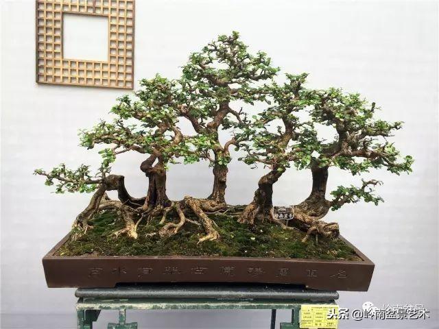 高手玩樹，玩根是一重點！