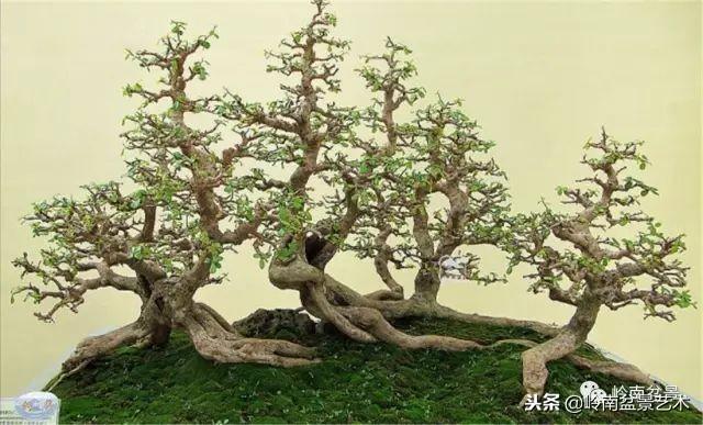 高手玩樹，玩根是一重點！