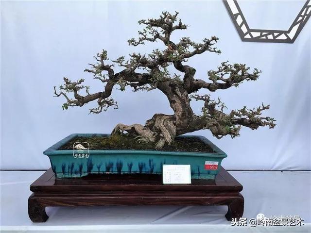 高手玩樹，玩根是一重點！