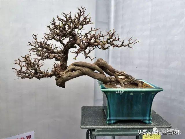 高手玩樹，玩根是一重點！