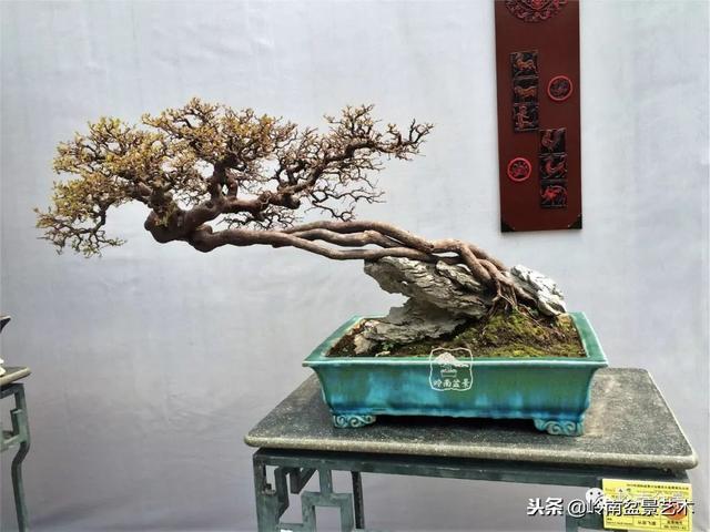高手玩樹，玩根是一重點！