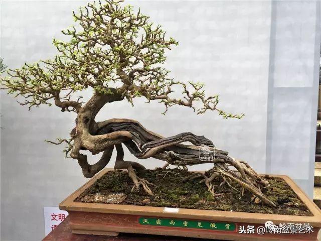 高手玩樹，玩根是一重點！