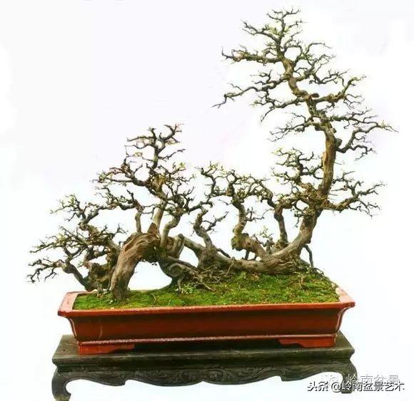 高手玩樹，玩根是一重點！