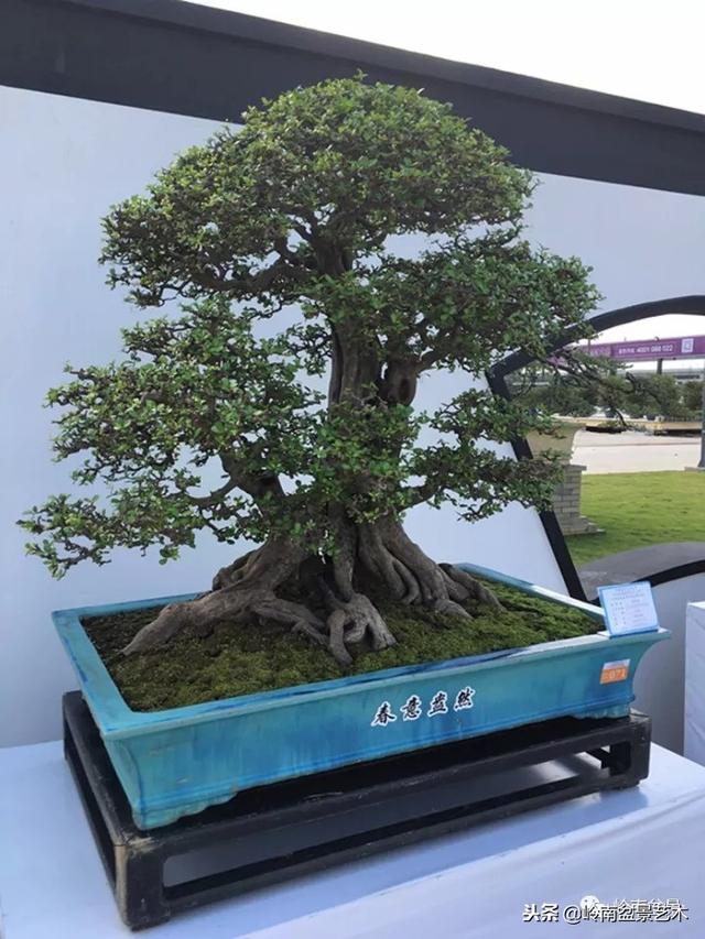 高手玩樹，玩根是一重點！