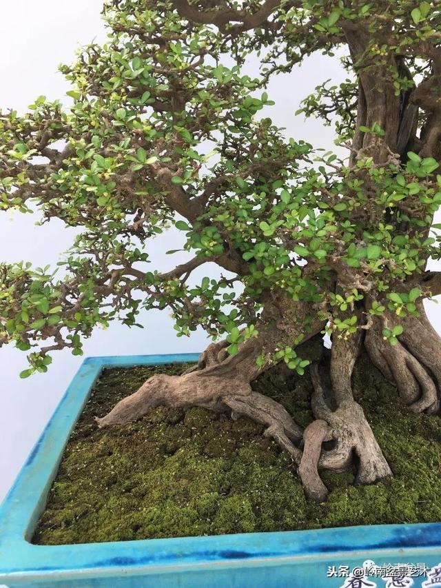 高手玩樹，玩根是一重點！