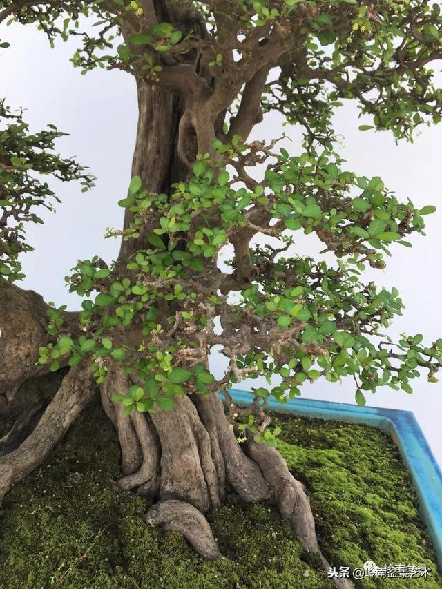 高手玩樹，玩根是一重點！