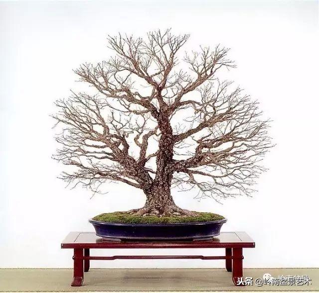 高手玩樹，玩根是一重點！