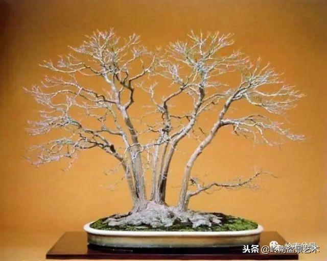 高手玩樹，玩根是一重點！