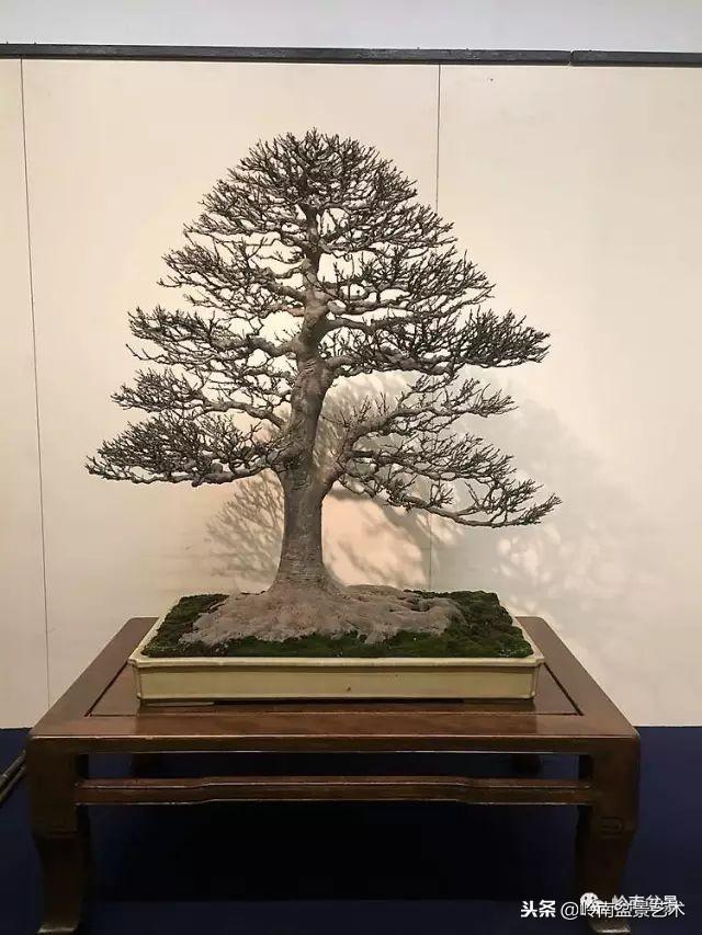 高手玩樹，玩根是一重點！