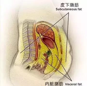 身體最危險的脂肪——內臟脂肪，減脂千萬不要忽略