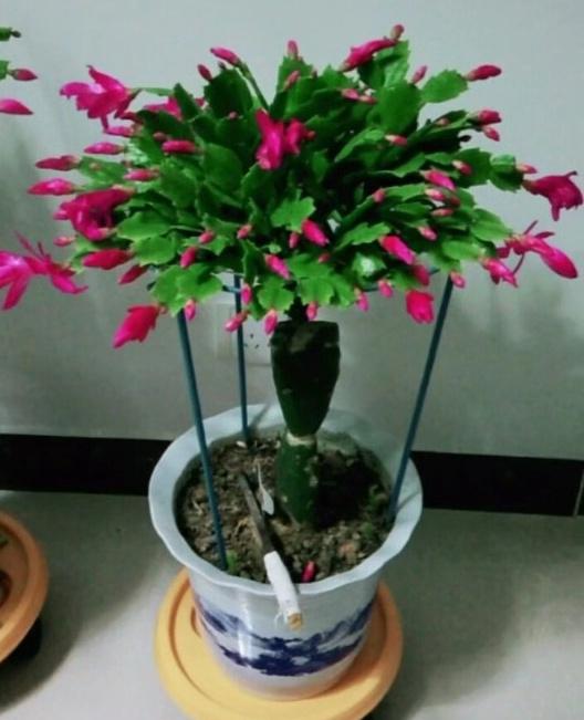 花盆土壤變「硬塊」，別鏟了！澆點「酸水兒」，7天變疏鬆