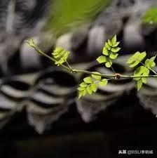 除了腹式呼吸，還有什麼好的呼吸方式？
