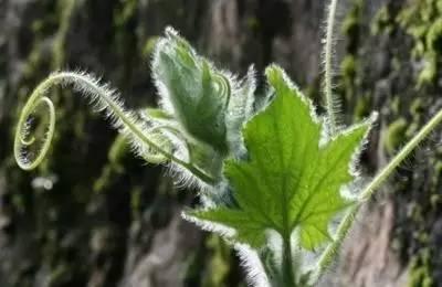 很多人只吃瓜不吃葉子，原來葉子能治胃痛、降血壓、去結石！看來真的走寶了！
