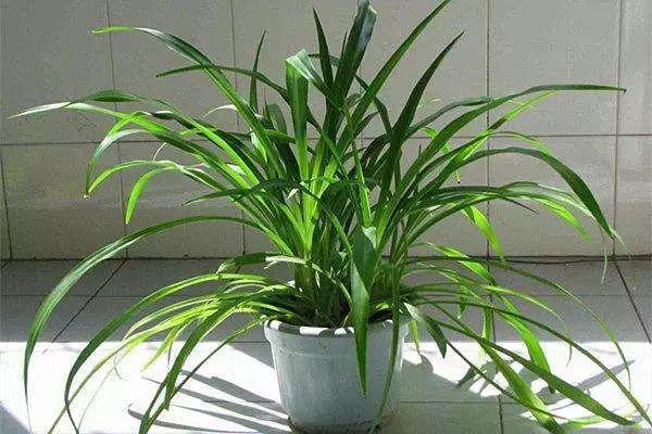 20種吸甲醛花卉，號稱綠色凈化器，清除甲醛去異味，養一盆就賺到了 