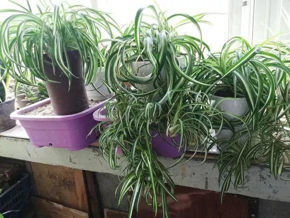 20種吸甲醛花卉，號稱綠色凈化器，清除甲醛去異味，養一盆就賺到了 