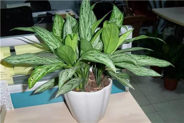 20種吸甲醛花卉，號稱綠色凈化器，清除甲醛去異味，養一盆就賺到了 