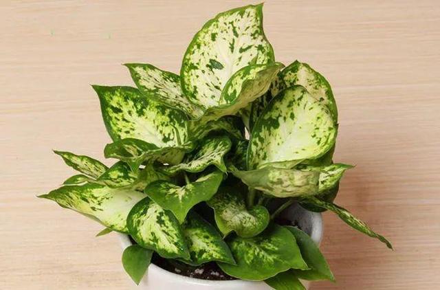 20種吸甲醛花卉，號稱綠色凈化器，清除甲醛去異味，養一盆就賺到了 