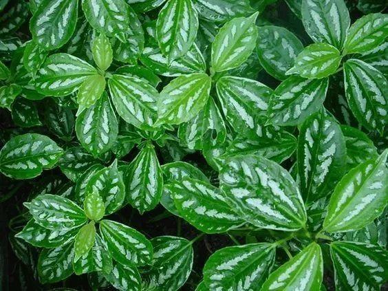 20種吸甲醛花卉，號稱綠色凈化器，清除甲醛去異味，養一盆就賺到了 